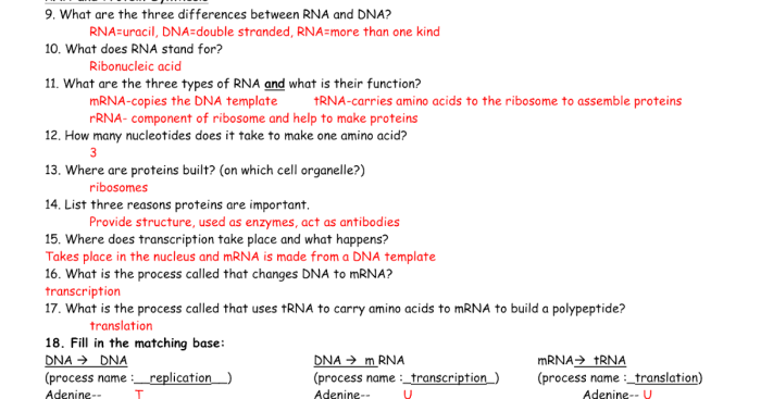 Building dna gizmo answer sheet