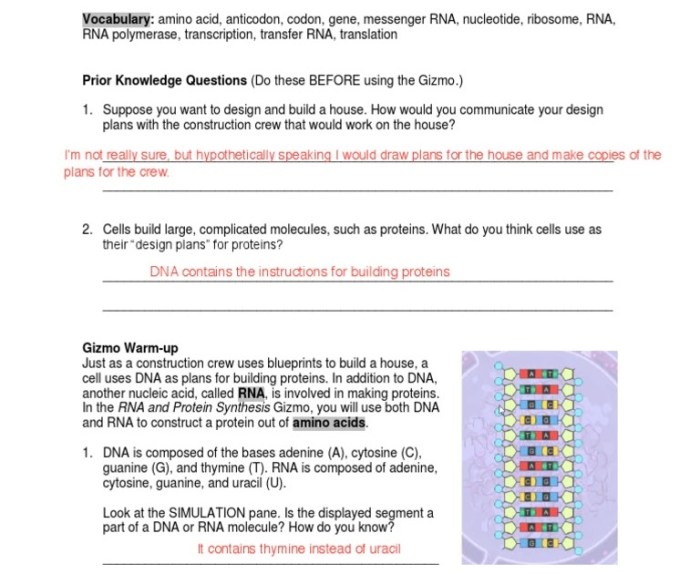 Building dna gizmo answer sheet