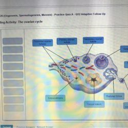 Art-labeling activity the ovarian cycle