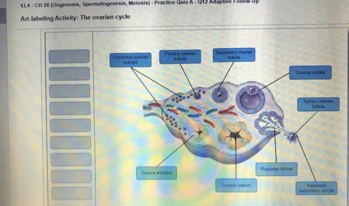 Art-labeling activity the ovarian cycle