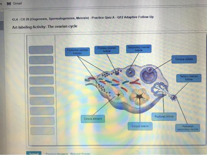 Art-labeling activity the ovarian cycle