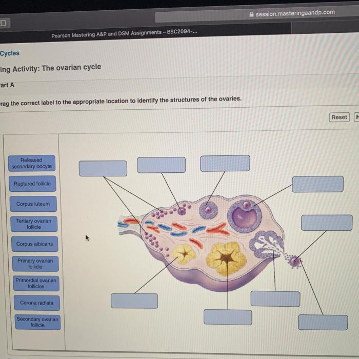 Art-labeling activity the ovarian cycle