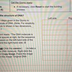 Building dna gizmo answer sheet