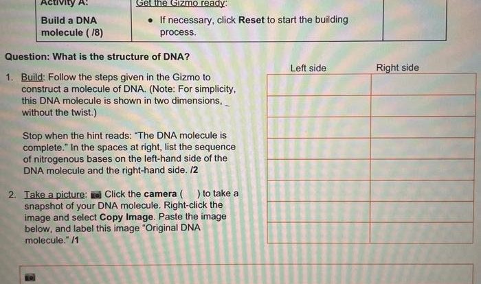 Building dna gizmo answer sheet