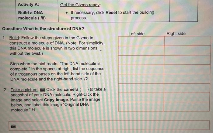 Building dna gizmo answer sheet