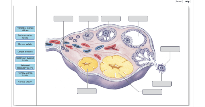 Ovary anatomy model female models labeled system reproductive diagram uterus diagrams print male google