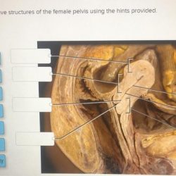 Reproductive structures female label pelvis hints provided using solved transcribed problem text been show has answer cervix