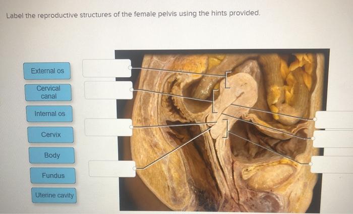 Reproductive structures female label pelvis hints provided using solved transcribed problem text been show has answer cervix