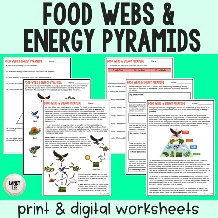 Food chains webs chain school high worksheets ecosystems intro biology ecology math pyramid worksheet prek favorite