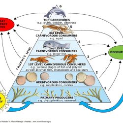 Food chain food webs and energy pyramid worksheet