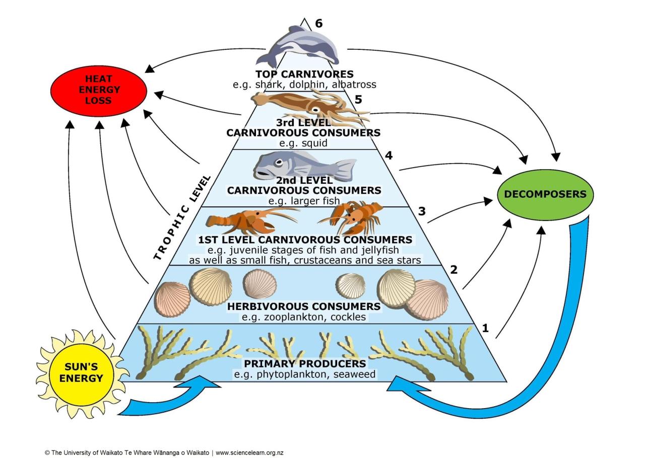 Food chain food webs and energy pyramid worksheet