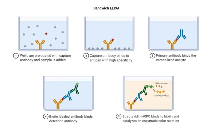 Choose the statement that best describes the direct elisa technique