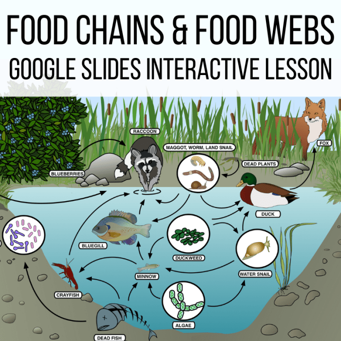 Food chain food webs and energy pyramid worksheet